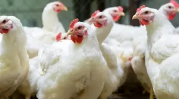 أسعار الطيور والبط والبيض اليوم: تقرير شامل لحركة البيع والشراء في بورصة الدواجن